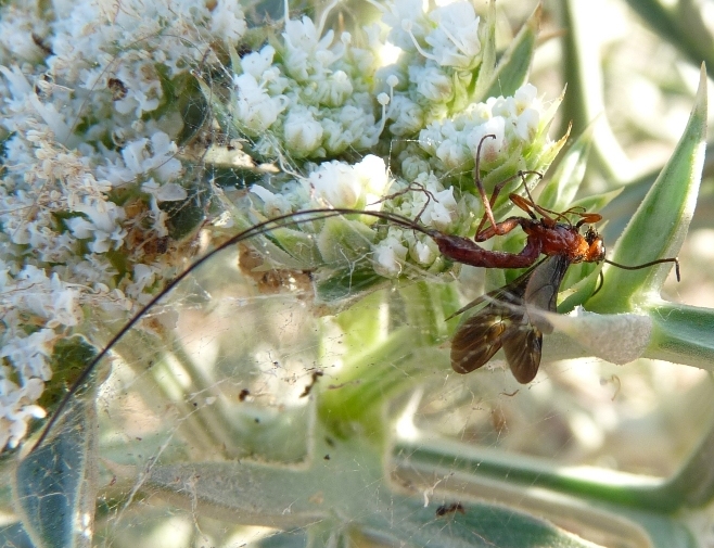 Ichneumonidae rossiccio